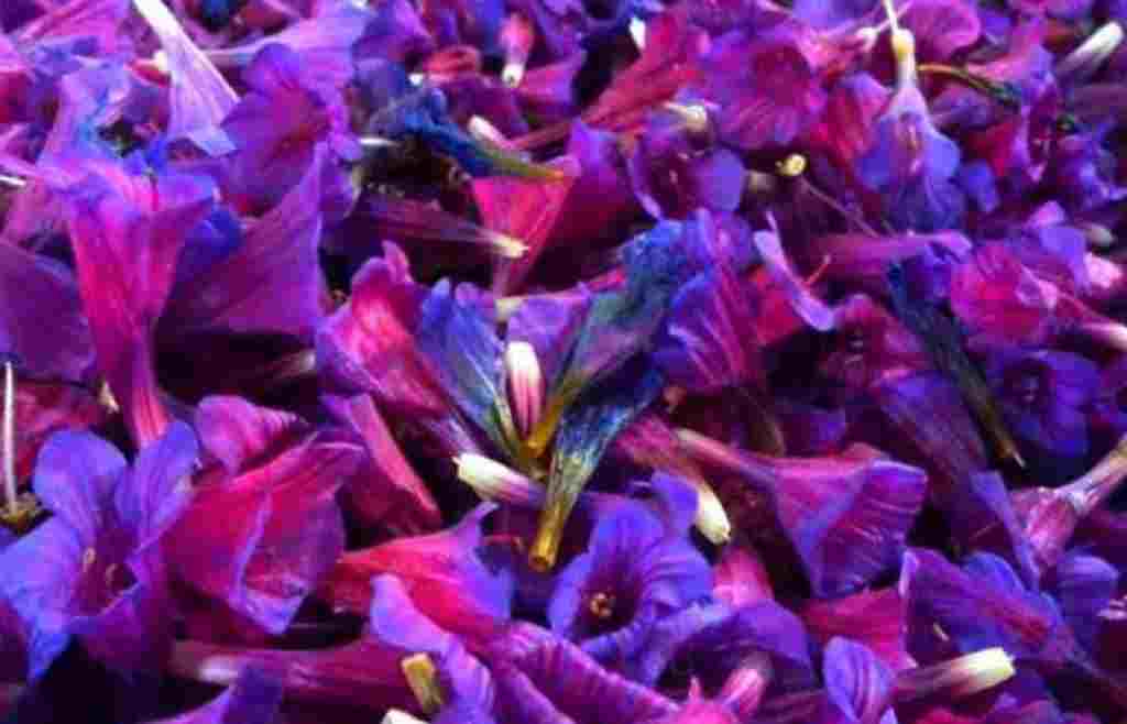 خرید گل گاوزبان ایرانی + قیمت فروش استثنایی